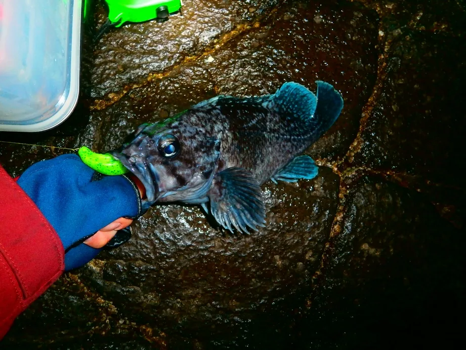 小樽の夜磯で釣れたクロソイを手にした記録写真