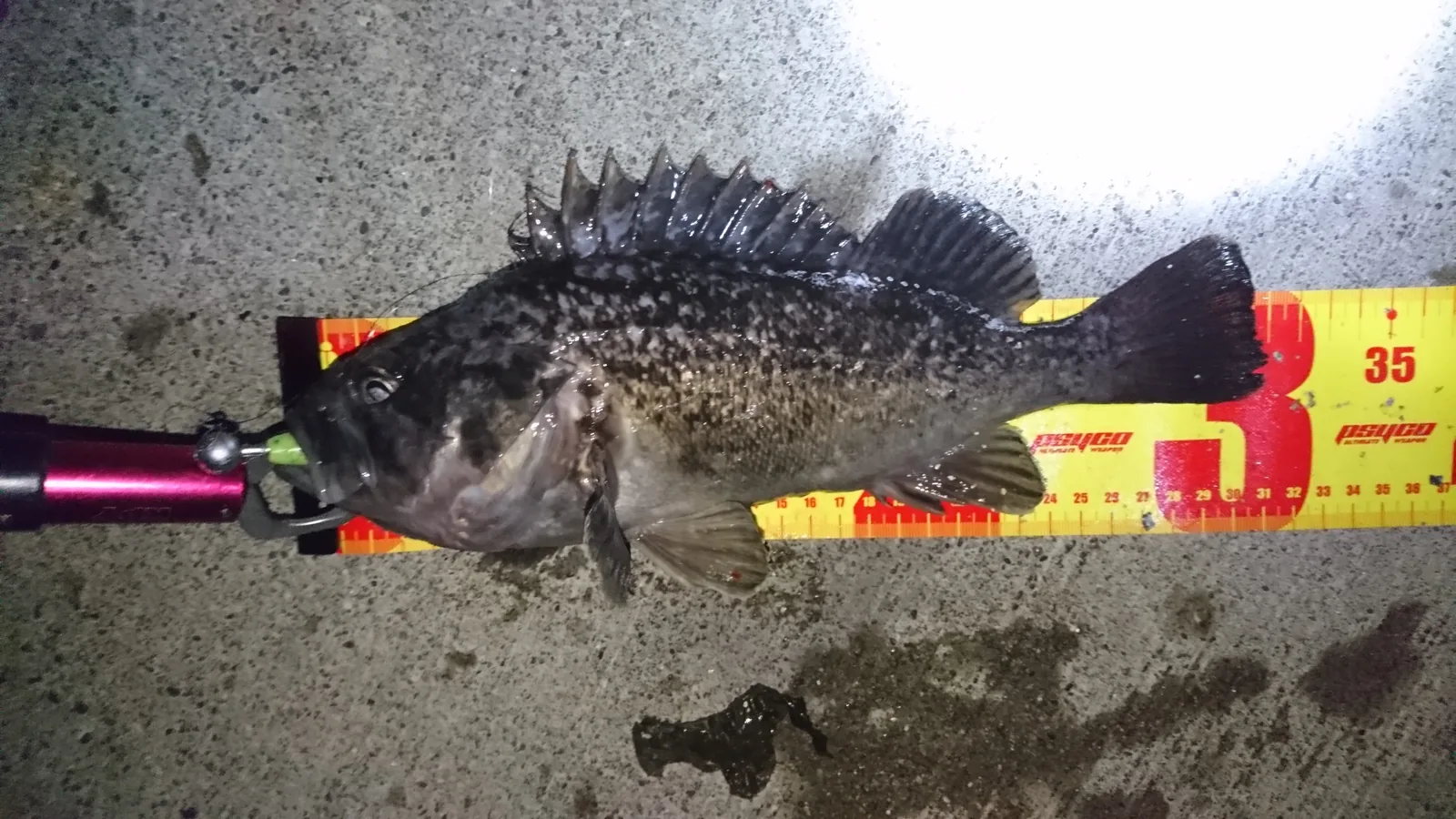 メジャーに置いて記録したクロソイ