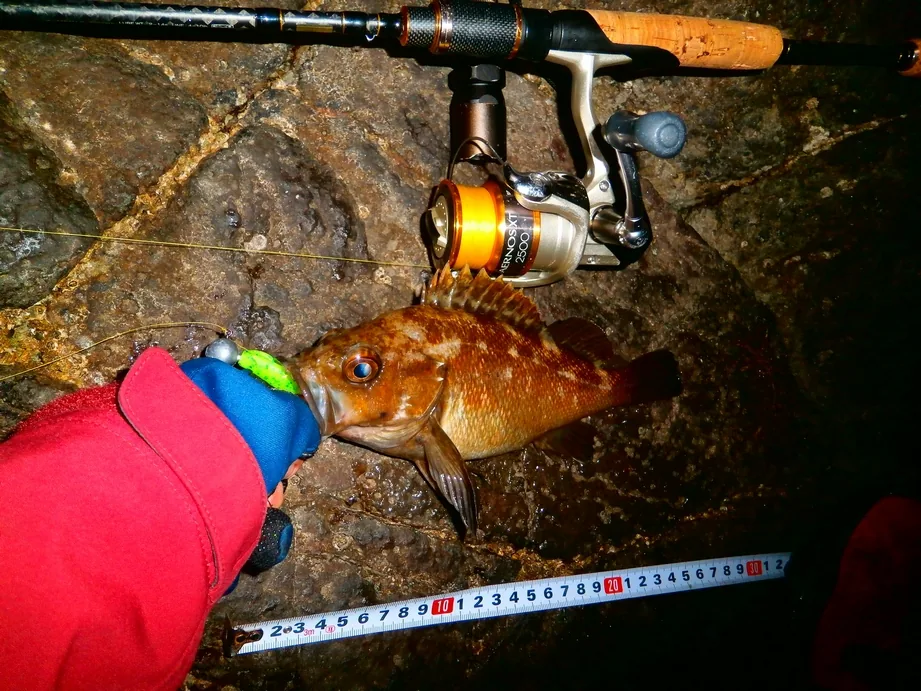 夜の岩場で釣れたロックフィッシュとタックル