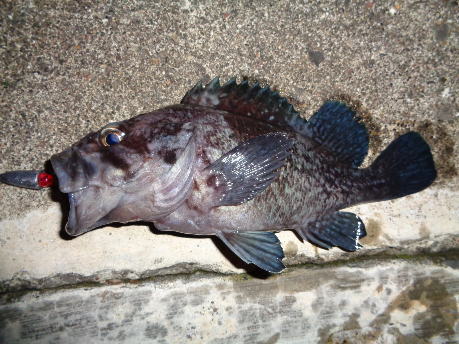 ジグヘッドで釣れたクロソイの魚体