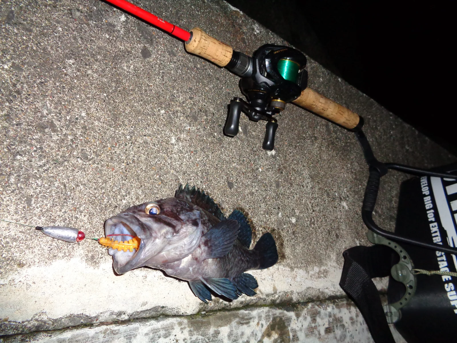 夜の岸壁で釣れたクロソイとベイトタックル