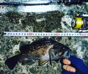 小樽港 についての釣り情報 釣り場紹介 北海道ロックフィッシング情報局