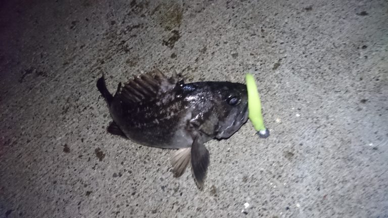 ワームで釣ったクロソイと使用したルアー