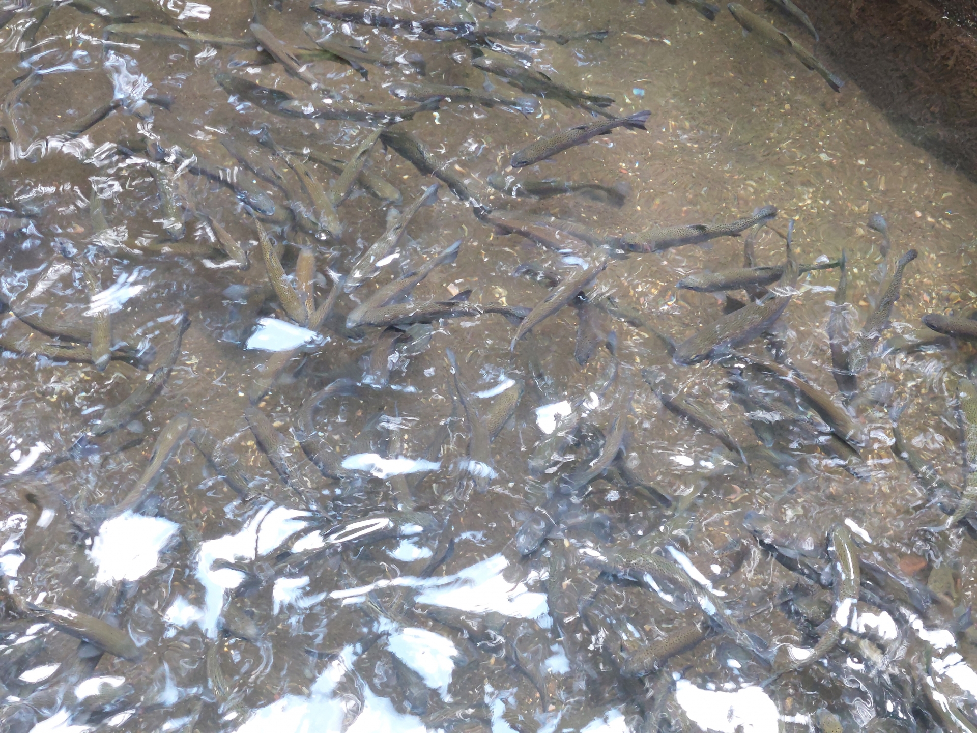 タックルブランドは、釣り場の足場、リグ重量、魚のサイズに合うかで見ます。